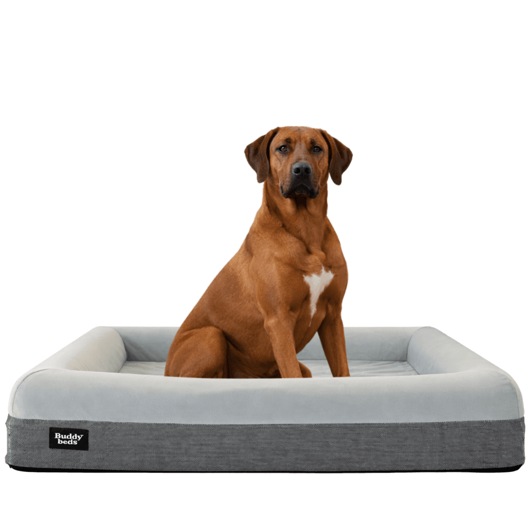 Large Buddy Bed